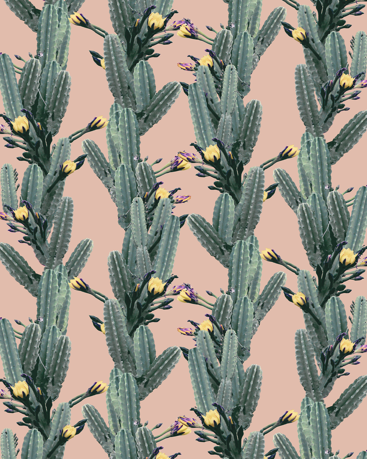 Los Cactus Wallpaper, pink